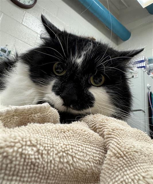 FLUFF, Adoptable, Adult Male Domestic Medium Hair.