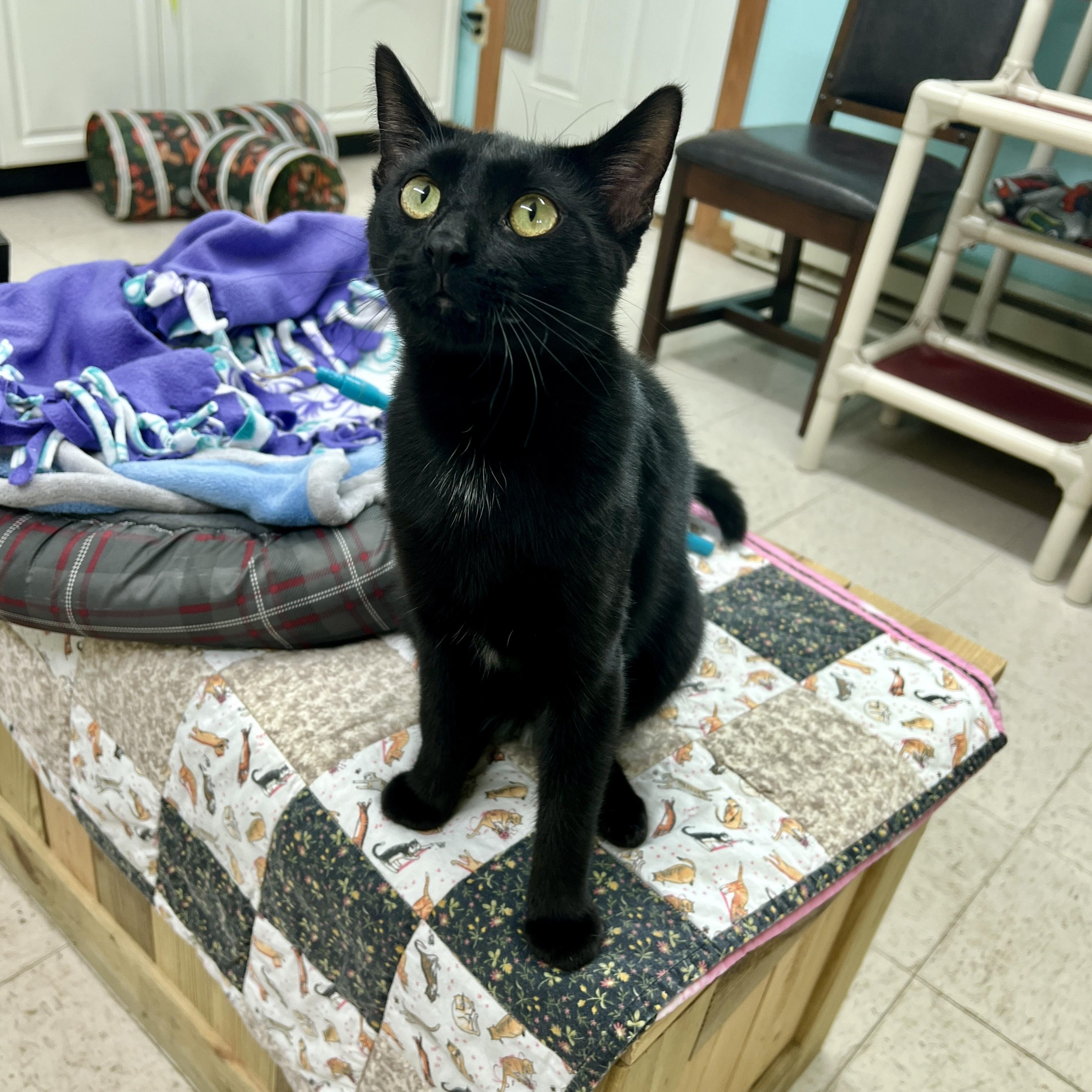 Roger, a ADOPTABLE Domestic Short Hair in Jamestown, ND image 3/3