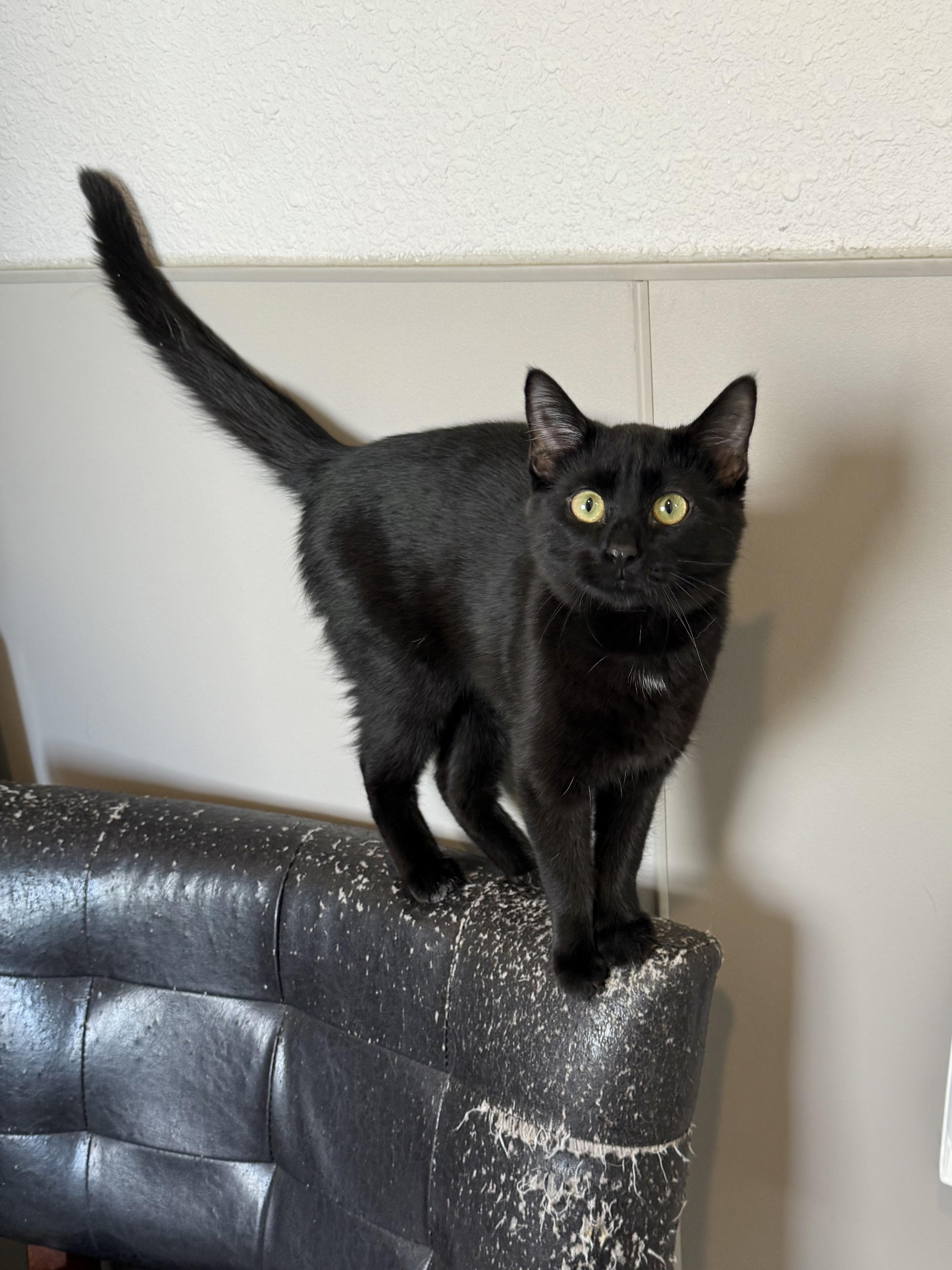 Roger, ADOPTABLE, Young Male Domestic Short Hair.