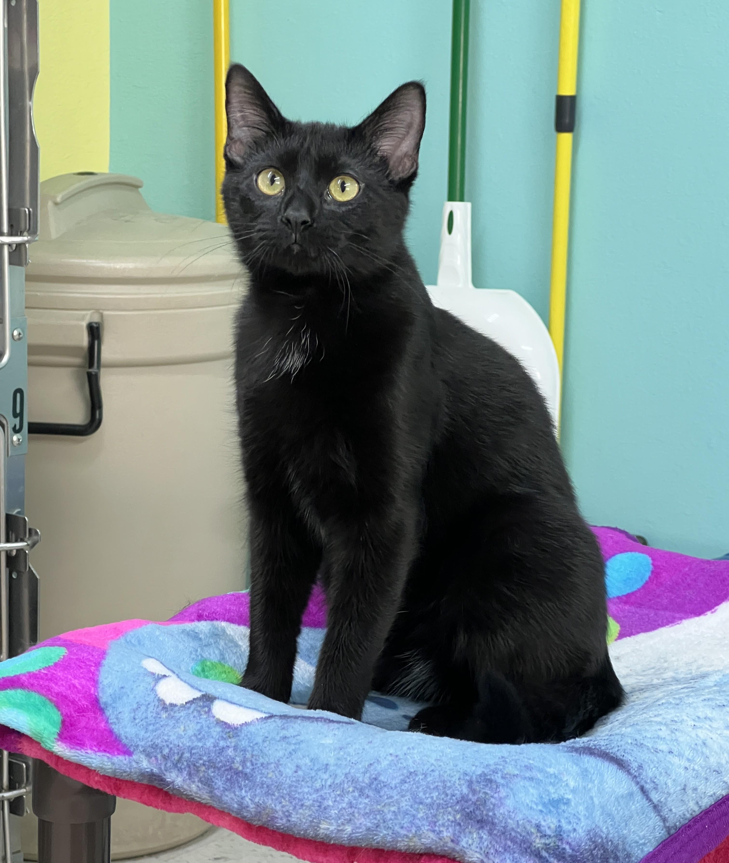 Roger, ADOPTABLE, Young Male Domestic Short Hair.