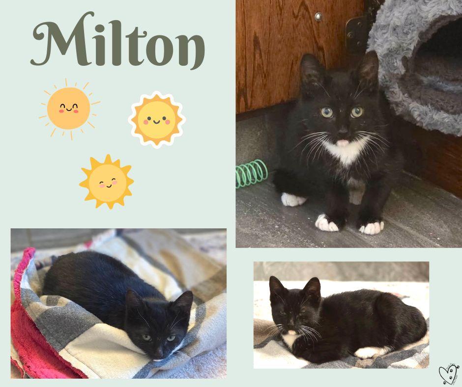 Milton, an adopted Tuxedo in Trophy Club, TX image 3/4