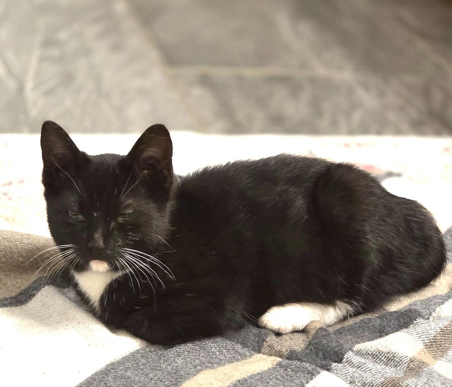 Milton, an adopted Tuxedo in Trophy Club, TX image 2/4