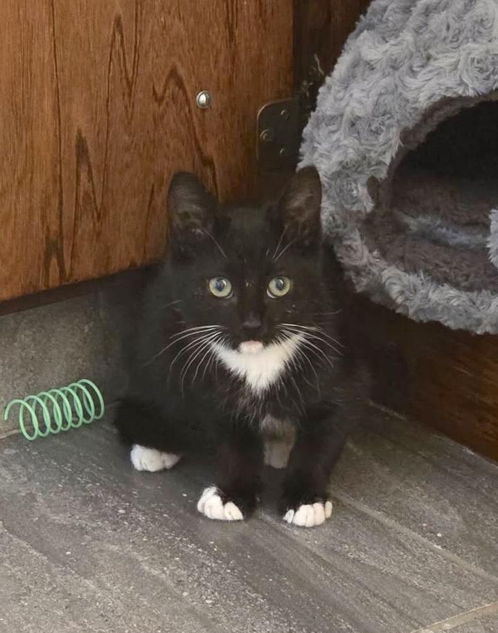 Milton, adopted, Kitten Male Tuxedo.