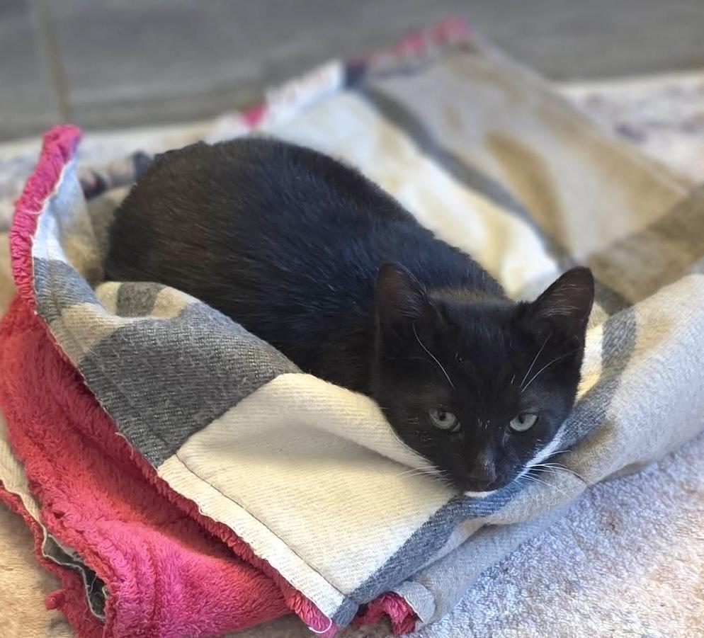 Milton, an adopted Tuxedo in Trophy Club, TX image 4/4