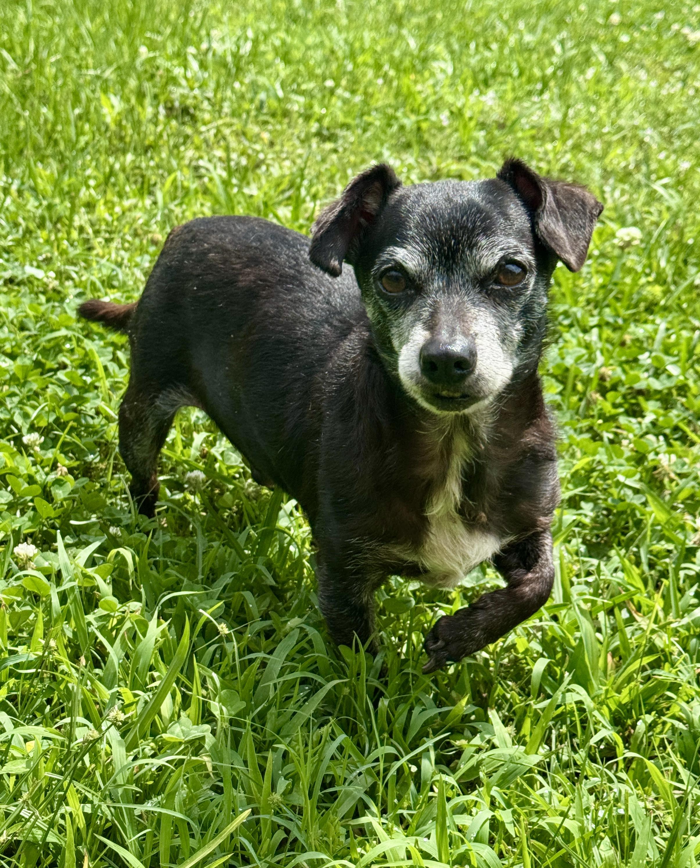 Max, ADOPTABLE, Senior Male Chihuahua.