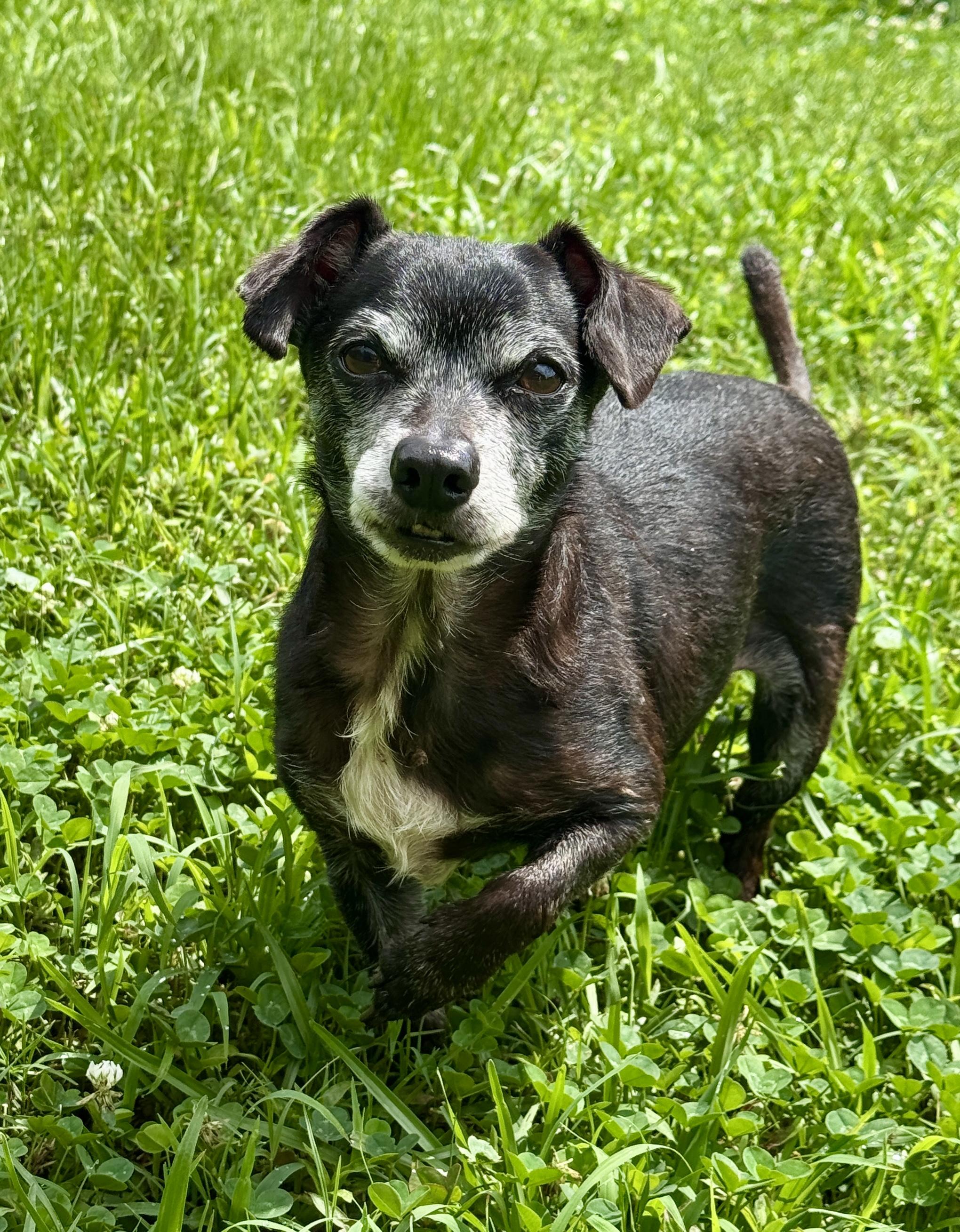 Enlarge Max, a ADOPTABLE mixed breed in Allentown, PA image 4/5