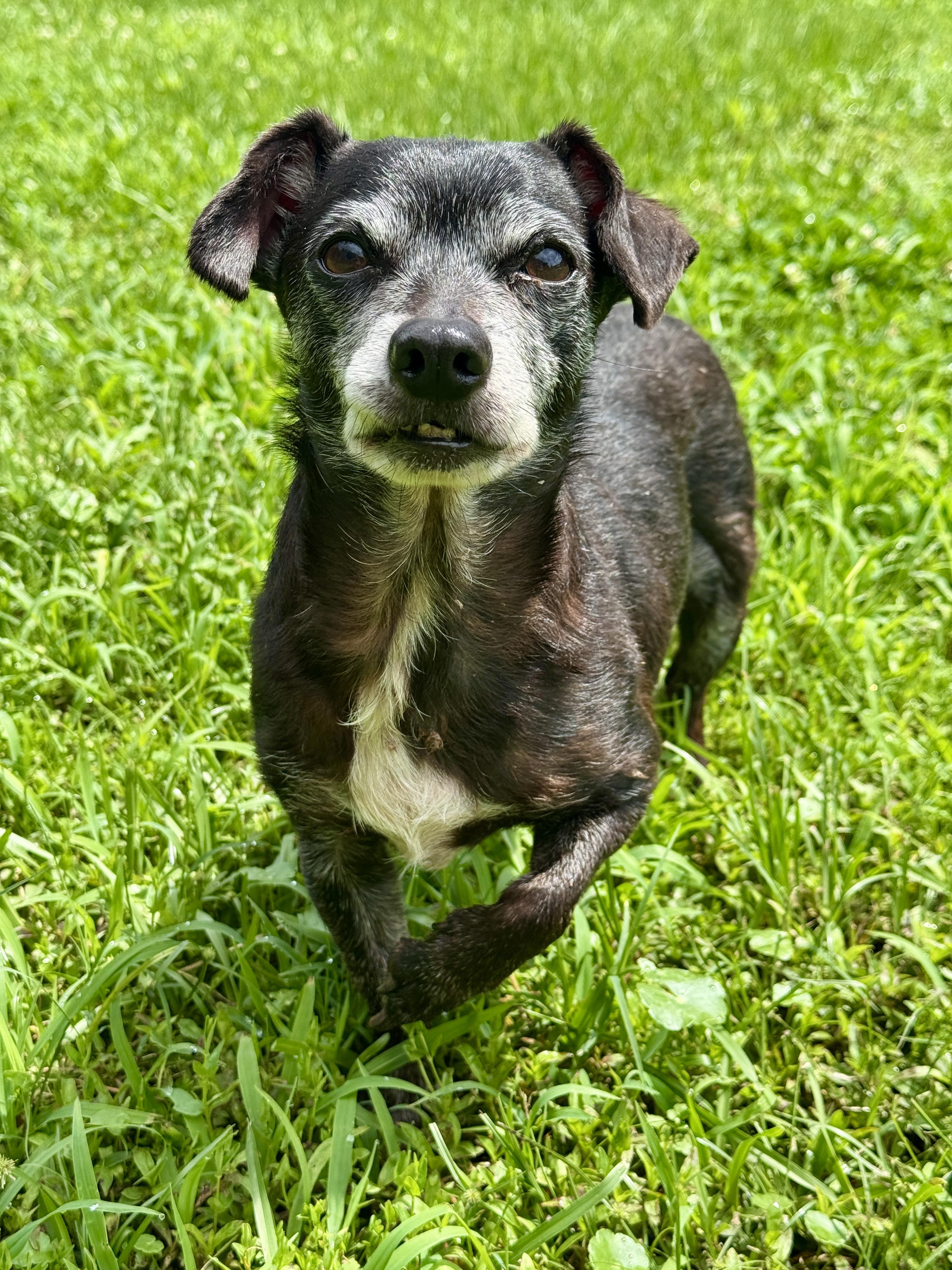 Enlarge Max, a ADOPTABLE mixed breed in Allentown, PA image 3/5
