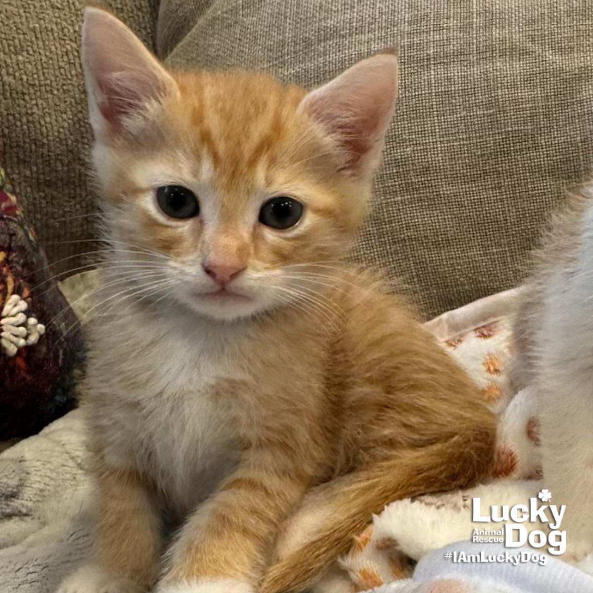 Kelly, Adopted, Kitten Female Domestic Short Hair.
