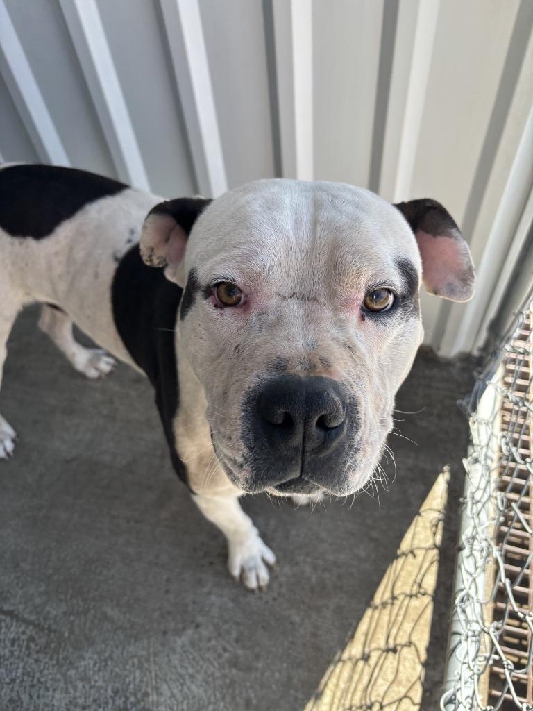 Enlarge Titus, a Adoptable Pit Bull Terrier in Moriarty, NM image 1/2