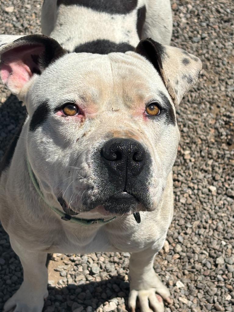 Enlarge Titus, a Adoptable Pit Bull Terrier in Moriarty, NM image 2/2