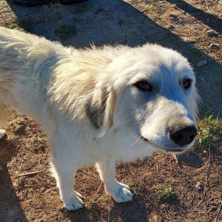 Dixie, a Adoptable Great Pyrenees in GUERNSEY, WY image 2/5