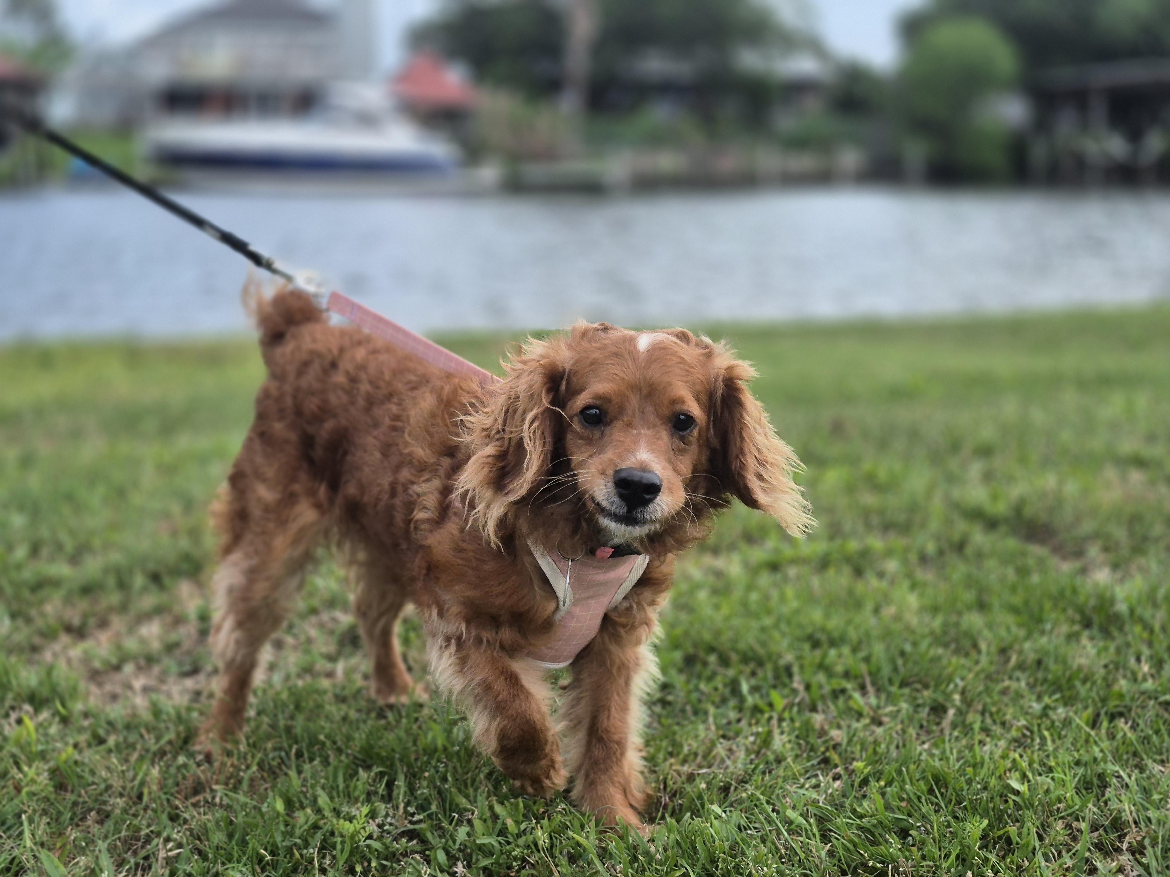 Enlarge Lady, a ADOPTABLE mixed breed in metairie, LA image 2/3