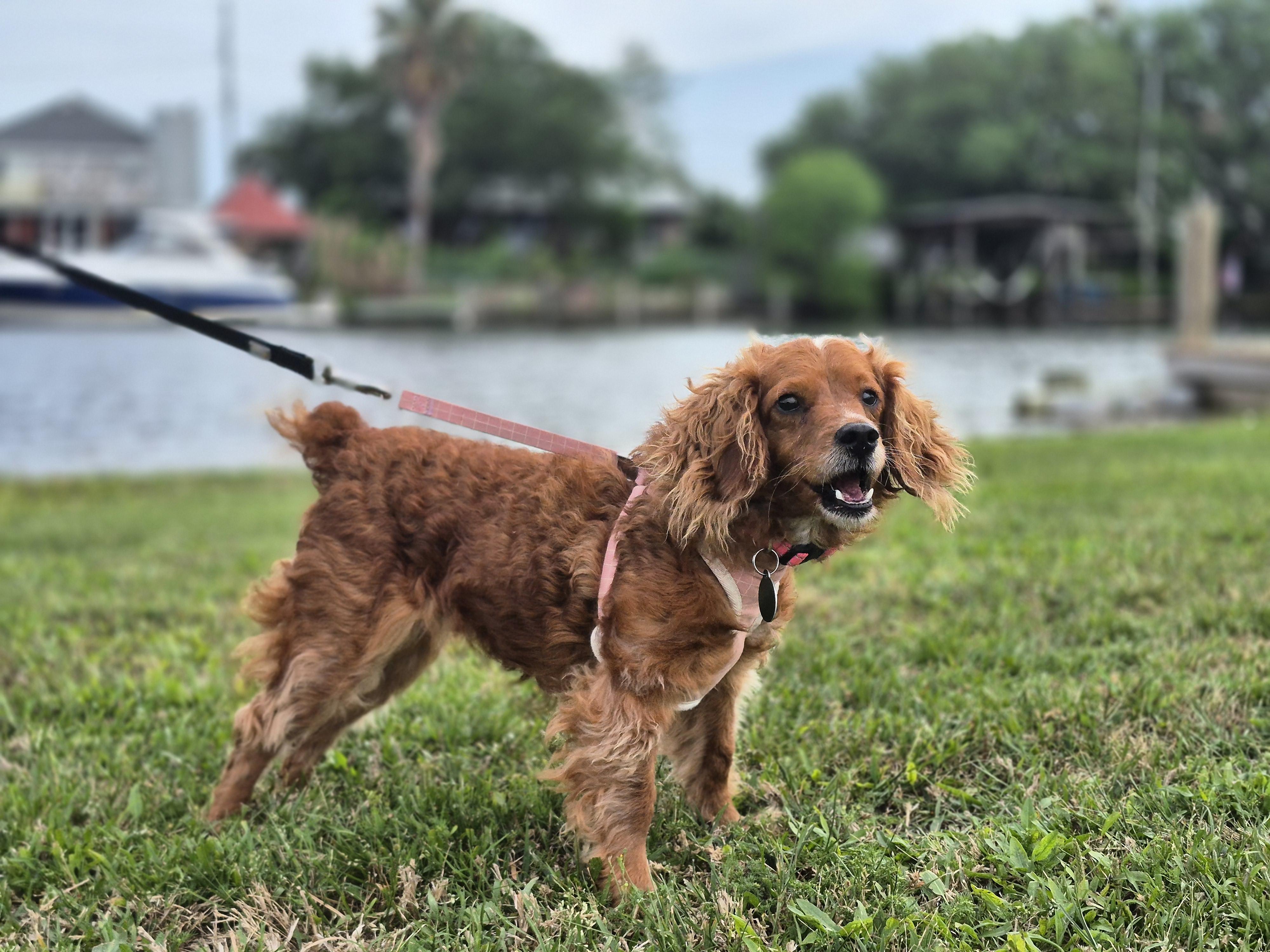 Enlarge Lady, a ADOPTABLE mixed breed in metairie, LA image 3/3