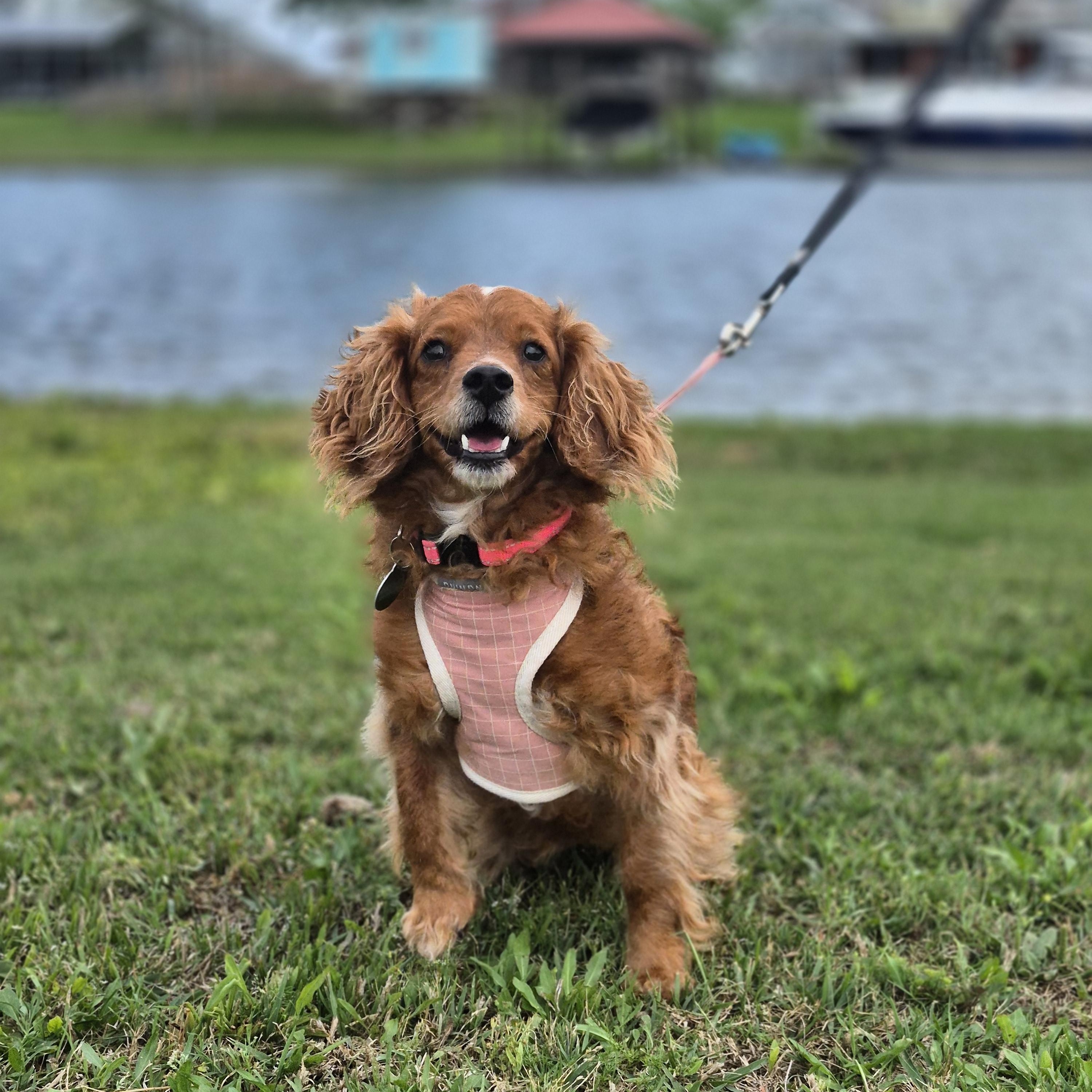 Lady, ADOPTABLE, Adult Female Cavalier King Charles Spaniel & Miniature Poodle.