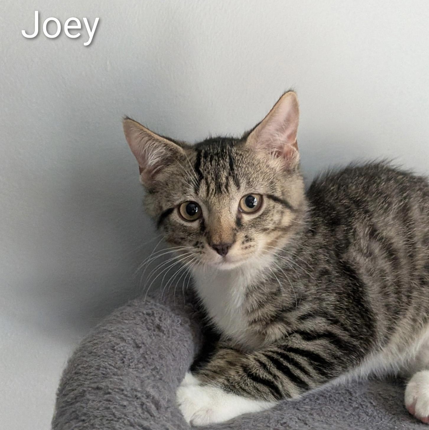 Joey, Adoptable, Kitten Male Domestic Short Hair.