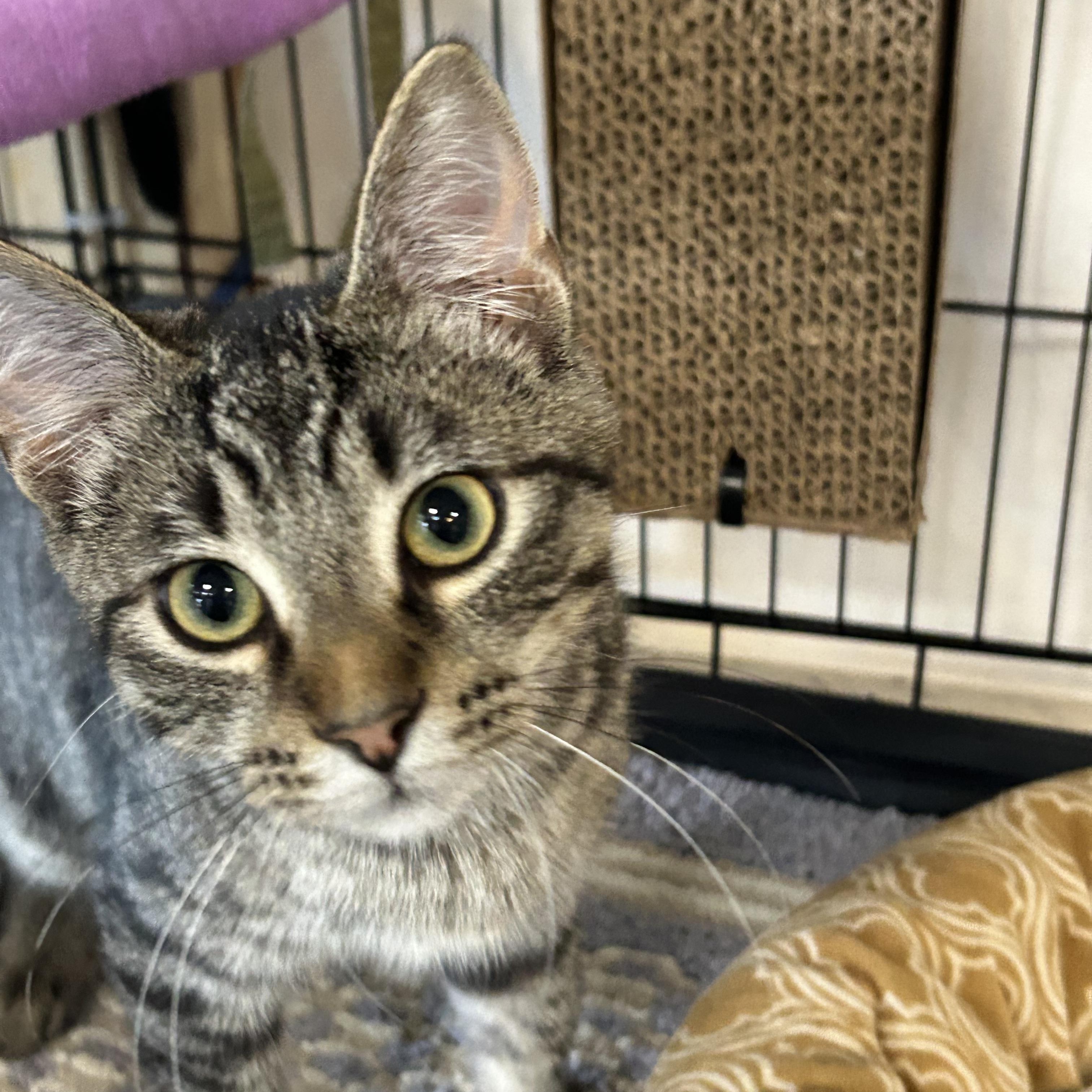 Griffin, an adoptable Domestic Short Hair in Chisholm, MN, 55719 | Photo Image 1