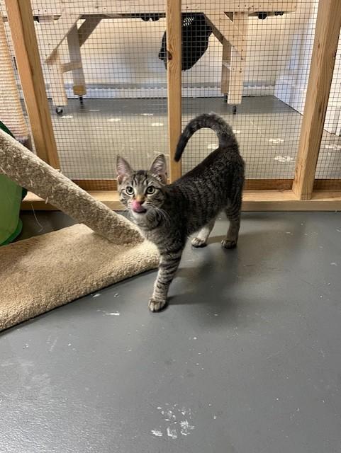 Griffin, an adoptable Domestic Short Hair in Chisholm, MN, 55719 | Photo Image 4
