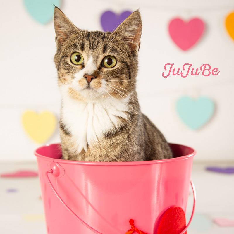 JuJuBee, Adoptable, Young Female Domestic Short Hair.