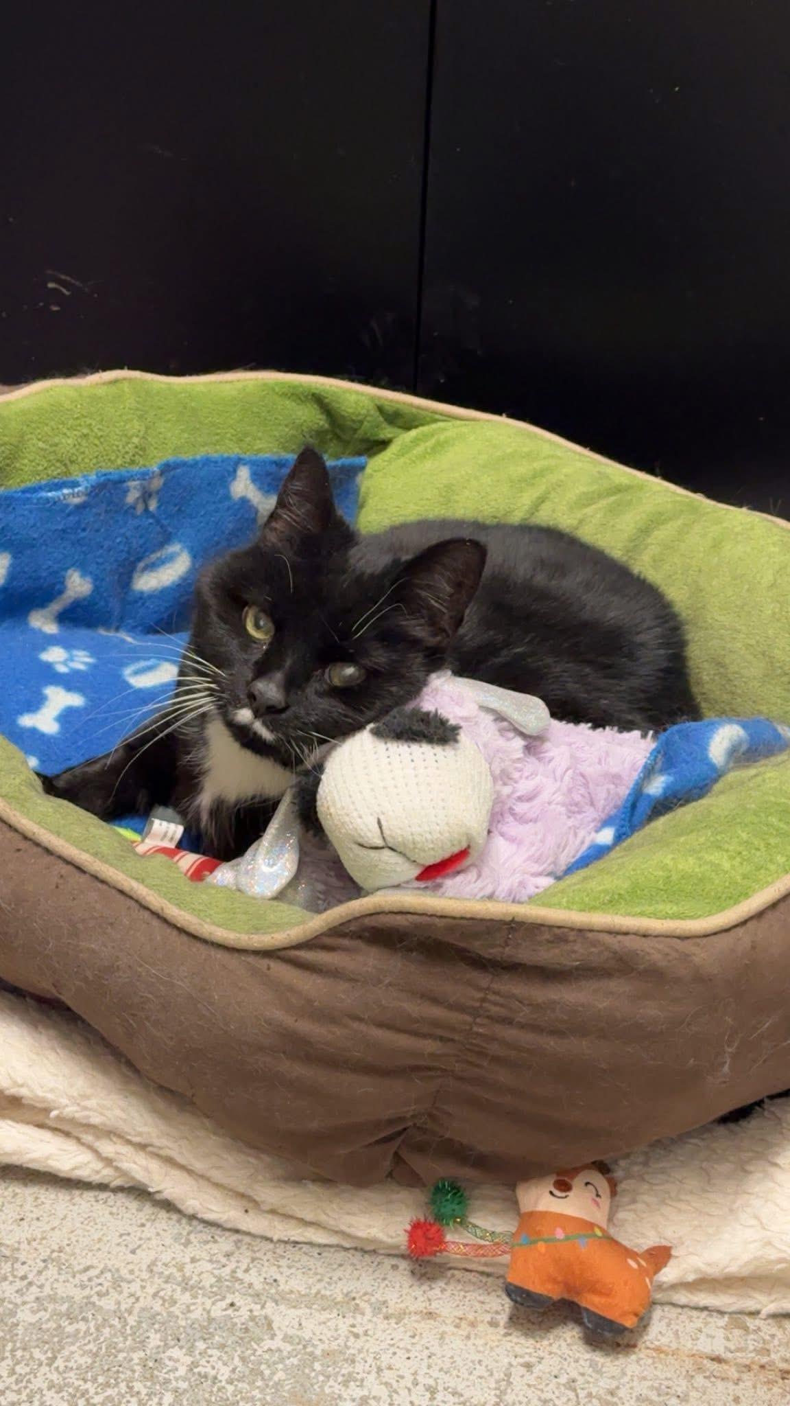 Enlarge Vicky, a ADOPTABLE Domestic Short Hair in Athol, MA image 2/2