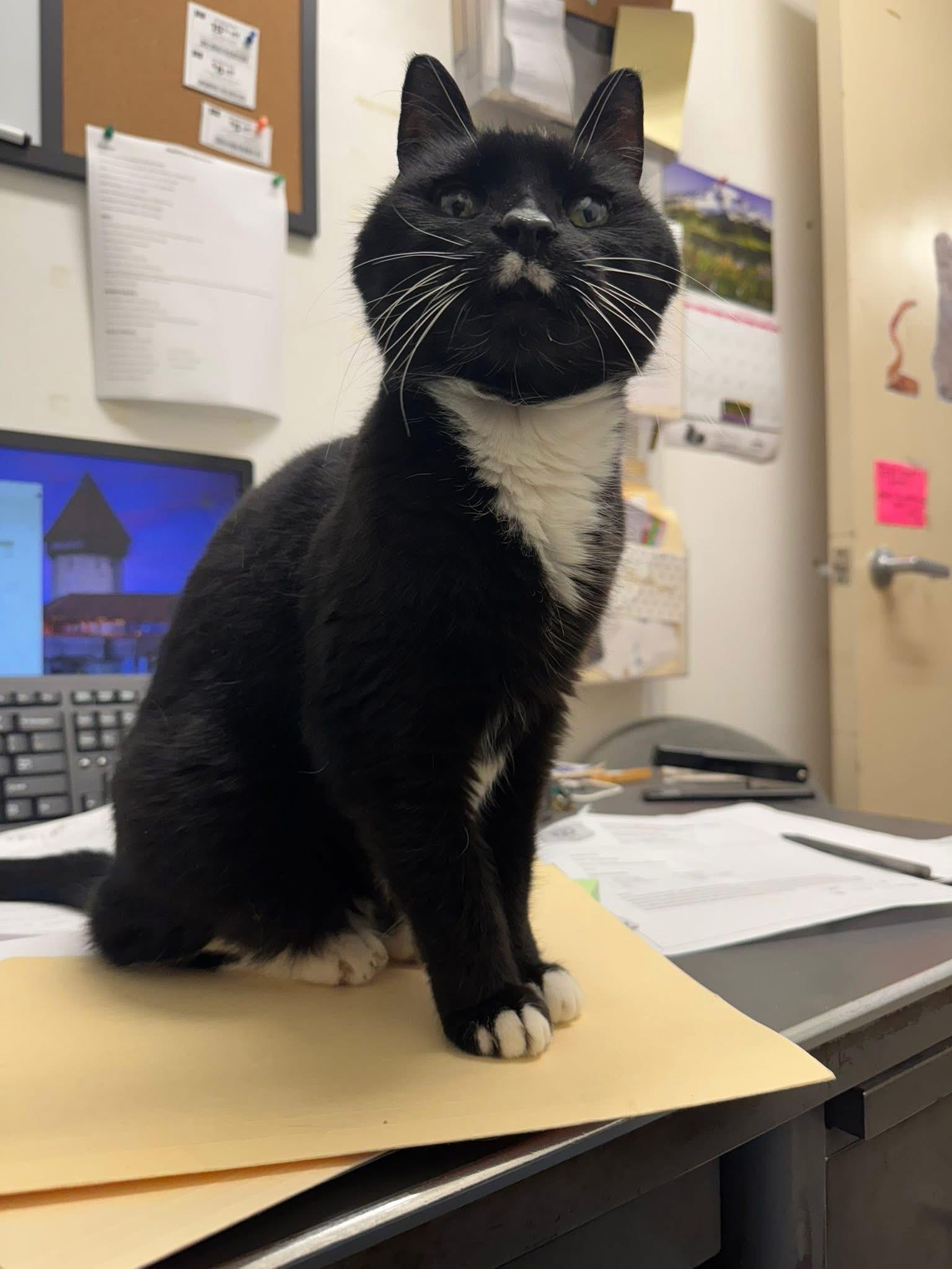 Vicky, ADOPTABLE, Senior Female Domestic Short Hair.