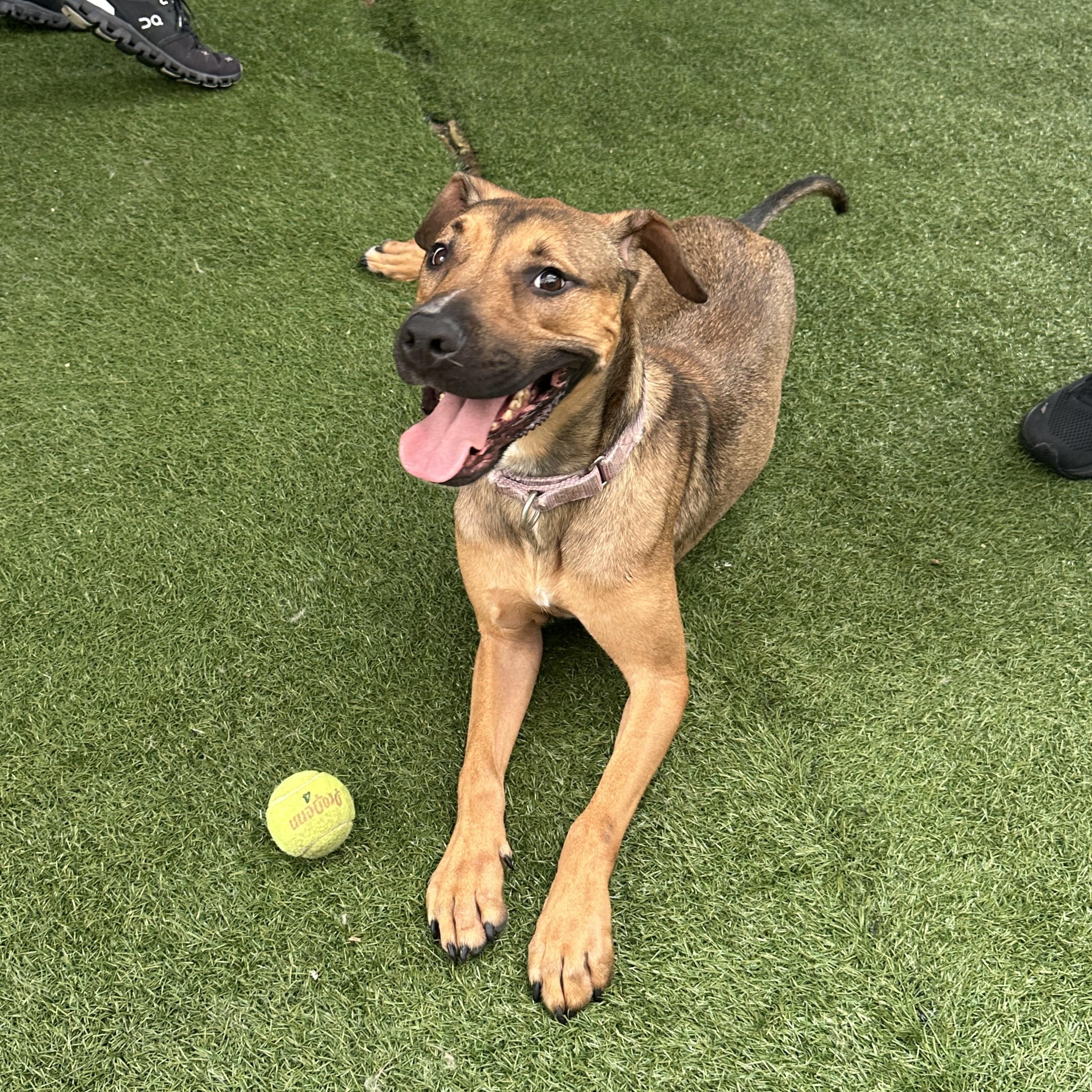 Sammy, Adoptable, Young Male Terrier & German Shepherd Dog.