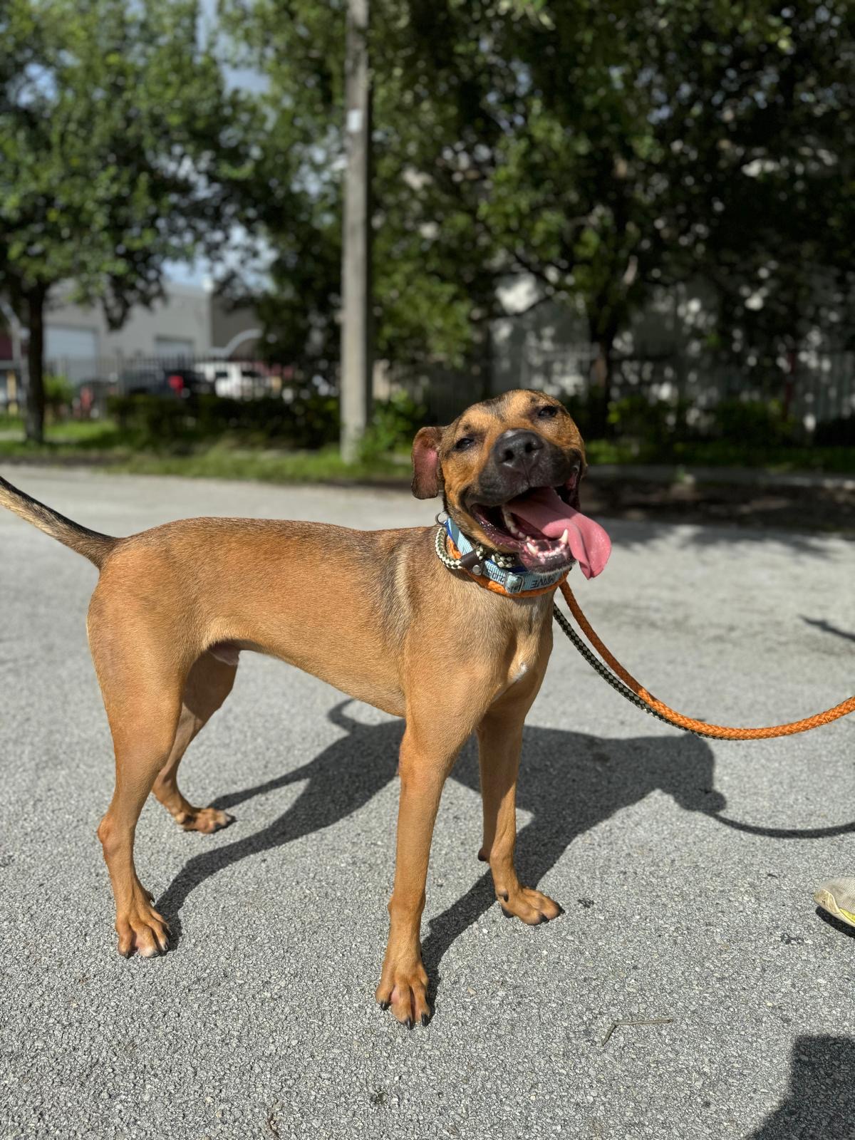 Sammy, Adoptable, Young Male Terrier & German Shepherd Dog.