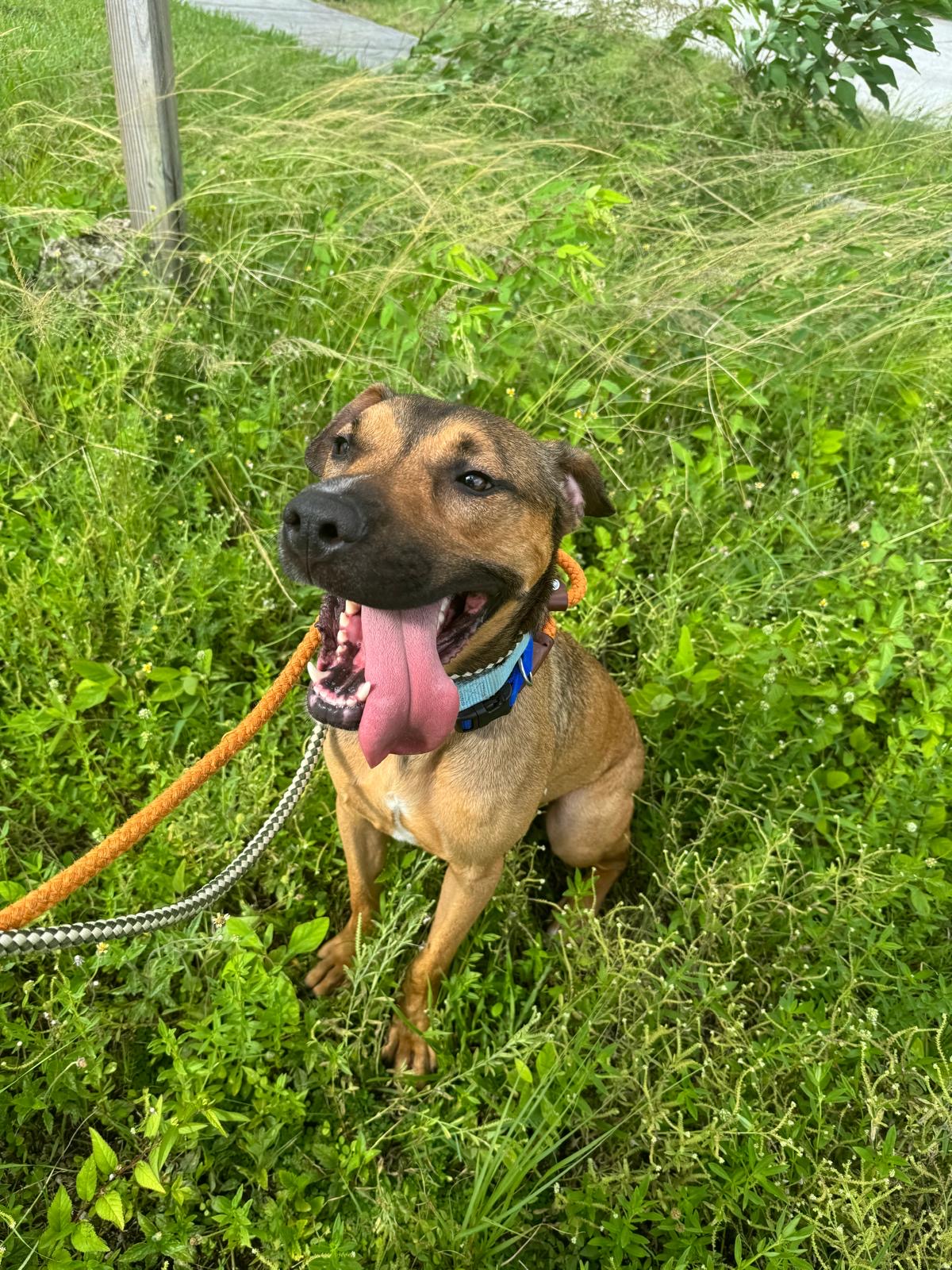 Sammy, a Adoptable mixed breed in Pembroke Pines, FL image 3/4