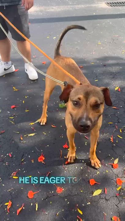 Enlarge Sammy, a Adoptable mixed breed in Pembroke Pines, FL video 4/4