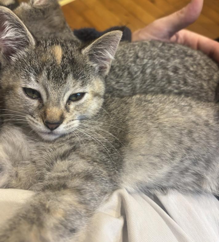 Squeaky, ADOPTABLE, Kitten Female Domestic Short Hair.