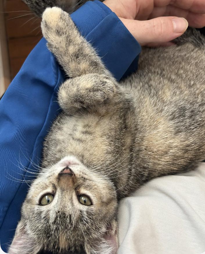 Enlarge Squeaky, a ADOPTABLE Domestic Short Hair in St. Ignace, MI image 2/3