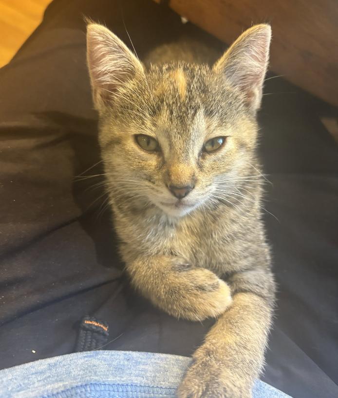 Enlarge Squeaky, a ADOPTABLE Domestic Short Hair in St. Ignace, MI image 3/3