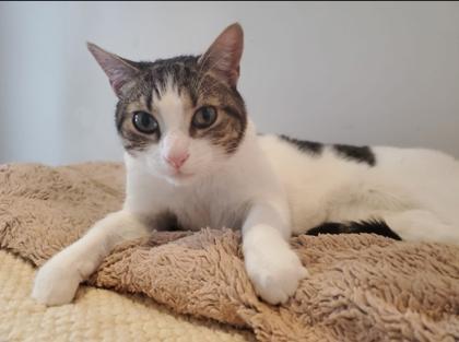 Pippin, ADOPTABLE, Adult Male Domestic Short Hair.