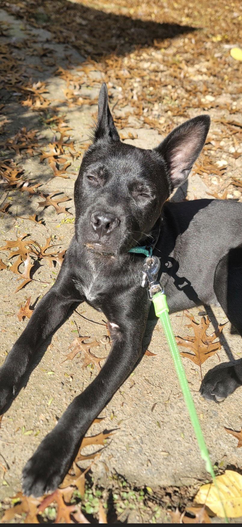 Chex, Adoptable, Young Male Shepherd.