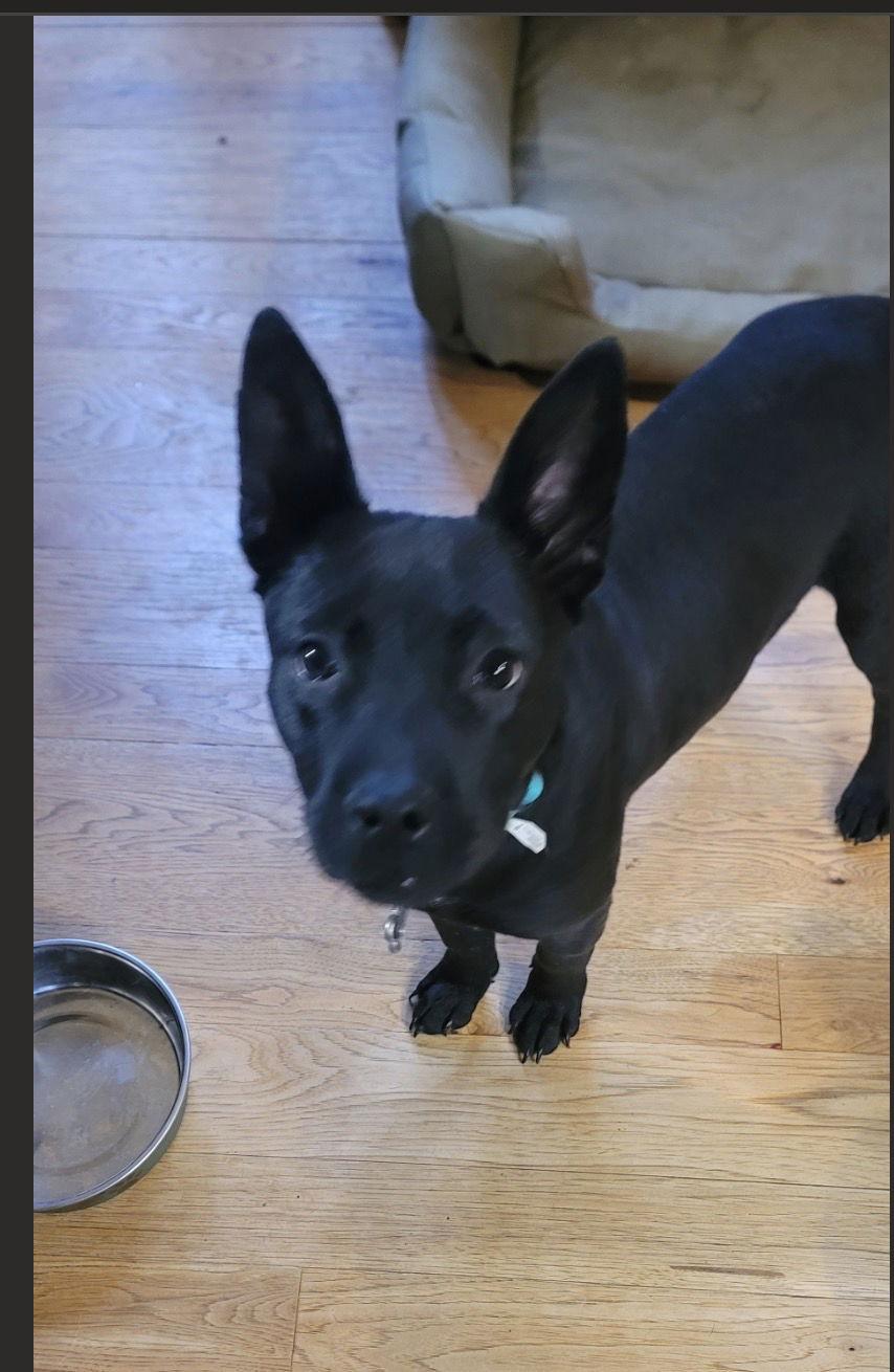 Enlarge Chex, a Adoptable Shepherd in Ball Ground, GA image 2/3