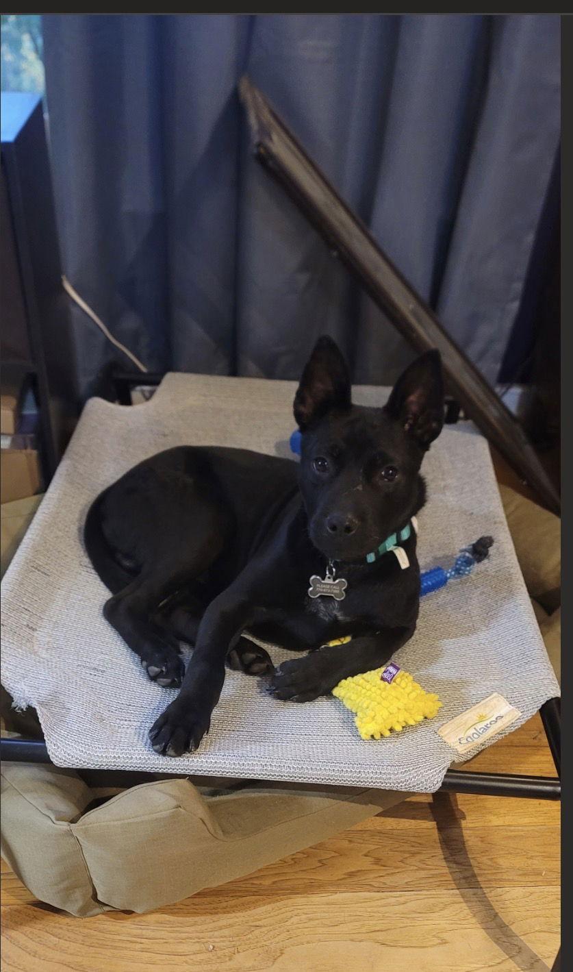 Enlarge Chex, a Adoptable Shepherd in Ball Ground, GA image 3/3