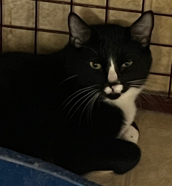 PRIME, a Adoptable Domestic Short Hair in Lake Ozark, MO image 1/2