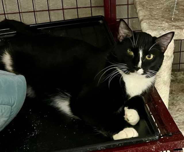 PRIME, a Adoptable Domestic Short Hair in Lake Ozark, MO image 2/2