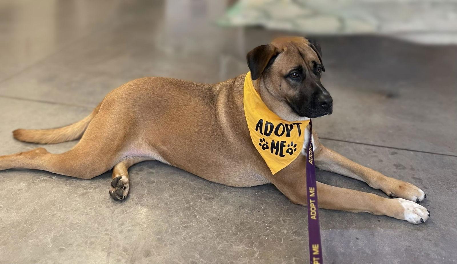 Perry, Adopted, Young Female Mixed Breed.