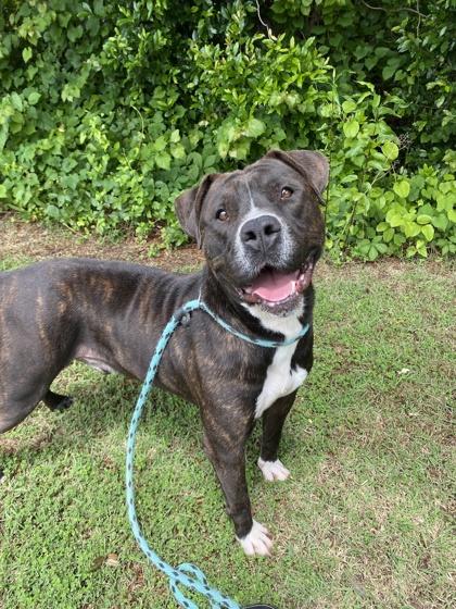 Arthur (in foster) — thumbnail 2