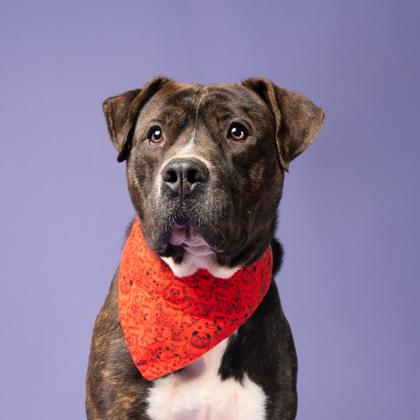 Arthur (in foster) — thumbnail 3