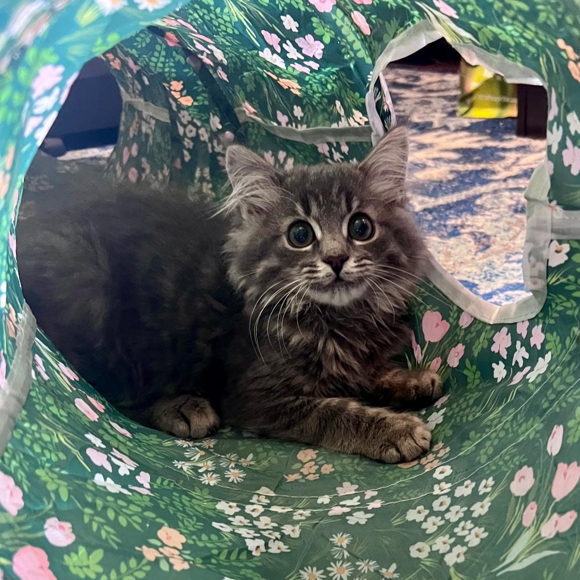 Enlarge Bubbles, a Adopted Domestic Long Hair in FITCHBURG, MA image 3/6