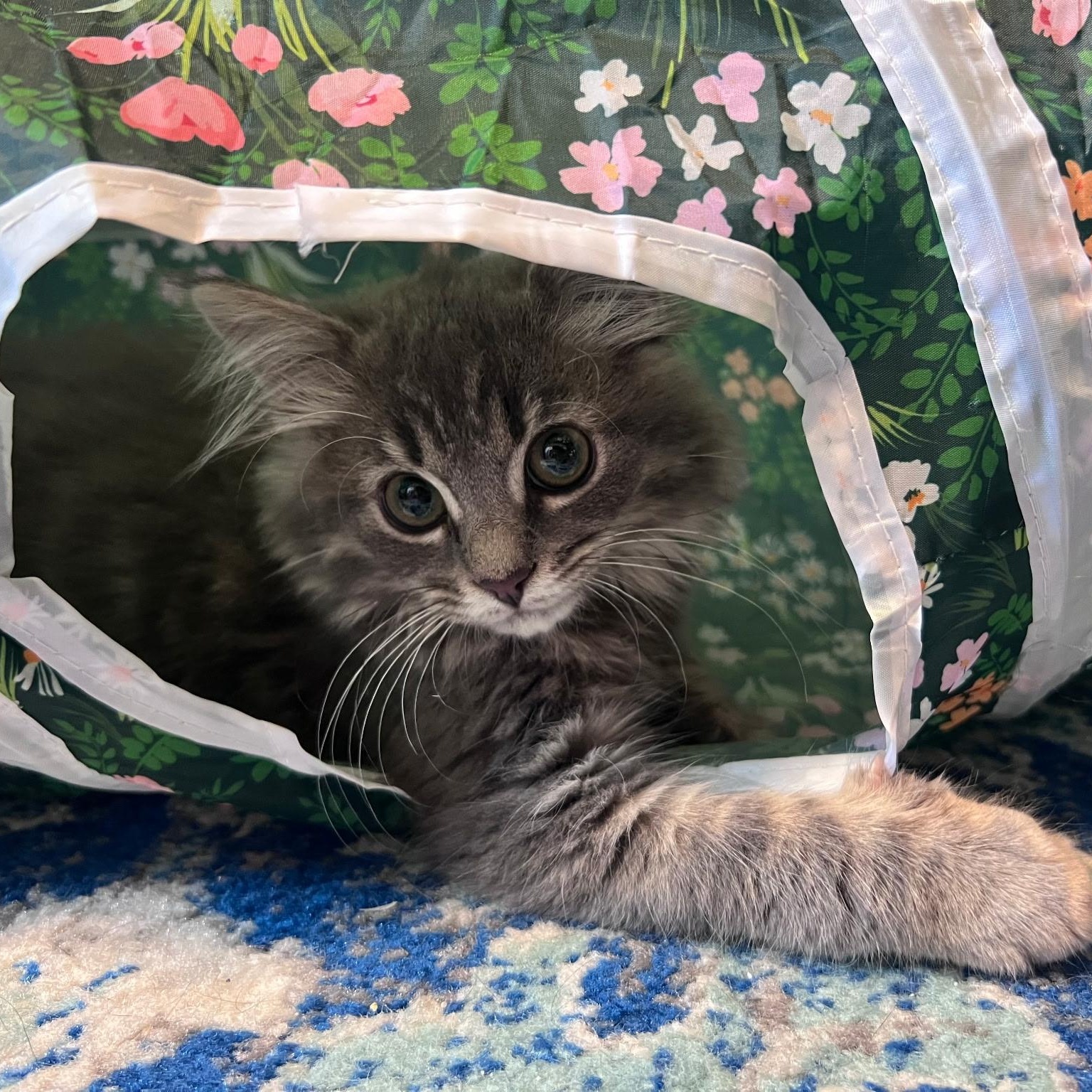 Enlarge Bubbles, a Adopted Domestic Long Hair in FITCHBURG, MA image 6/6
