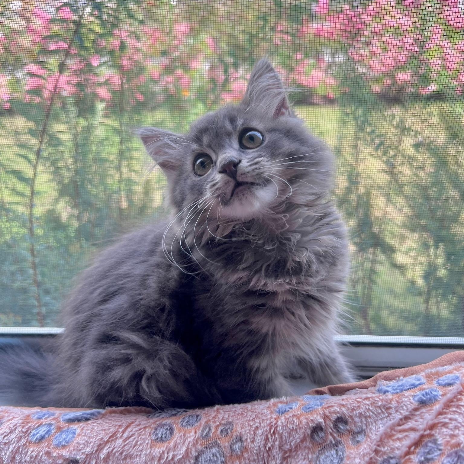 Enlarge Bubbles, a Adopted Domestic Long Hair in FITCHBURG, MA image 2/6