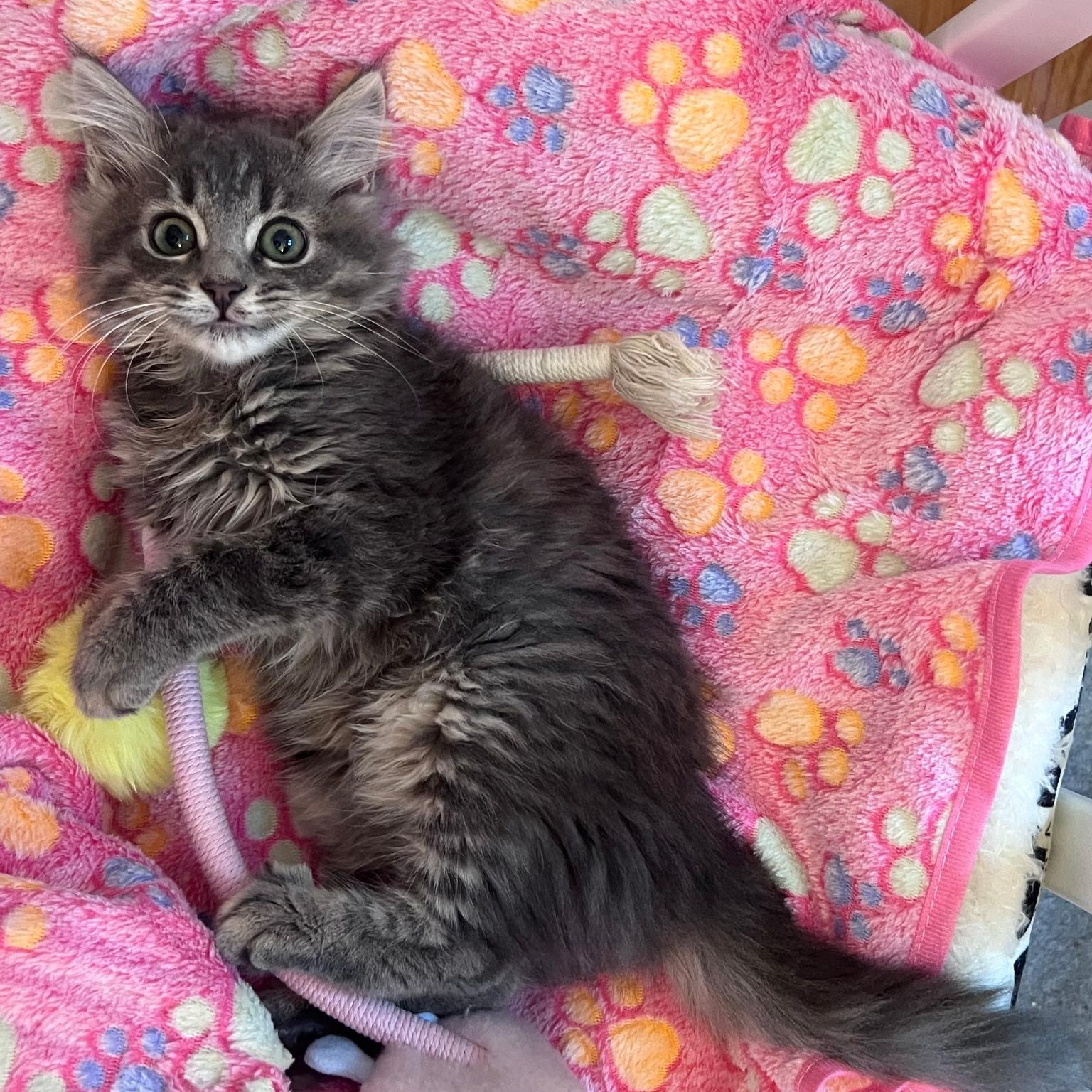 Enlarge Bubbles, a Adopted Domestic Long Hair in FITCHBURG, MA image 4/6