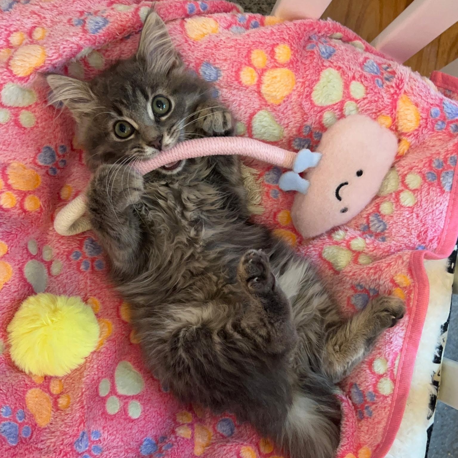 Enlarge Bubbles, a Adopted Domestic Long Hair in FITCHBURG, MA image 1/6