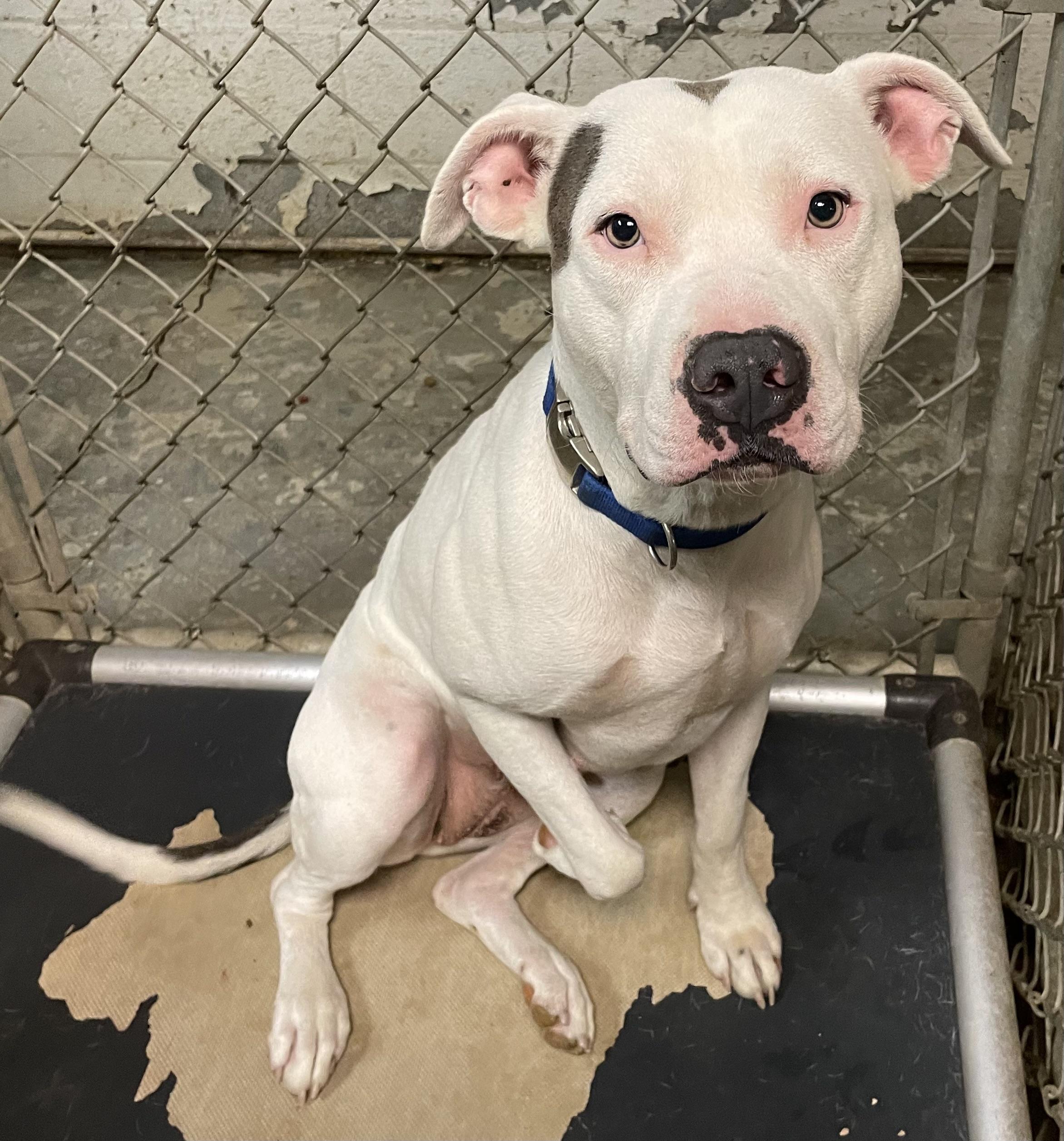 Salty AVAILABLE, Adoptable, Adult Female American Bully.