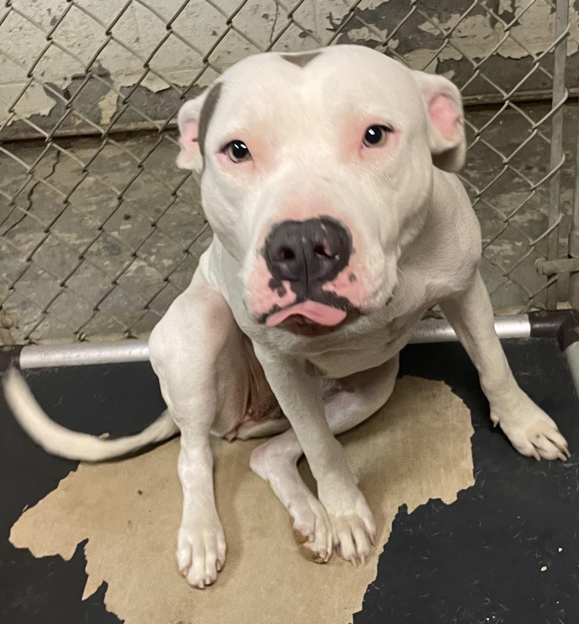 Salty AVAILABLE, a Adoptable American Bully in Canton, OH image 3/4