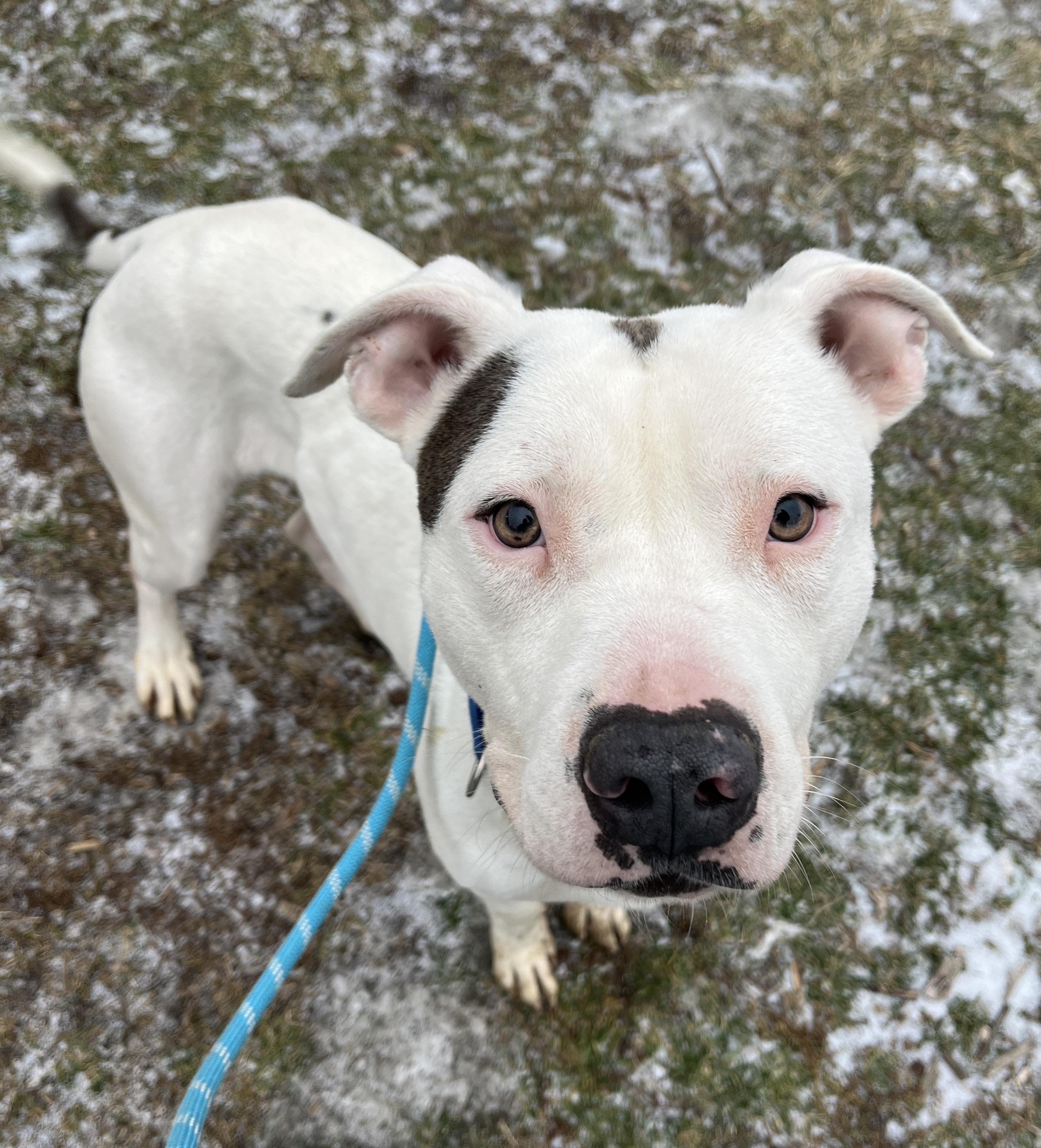 Salty ADOPTED, Adoptable, Adult Female American Bully.