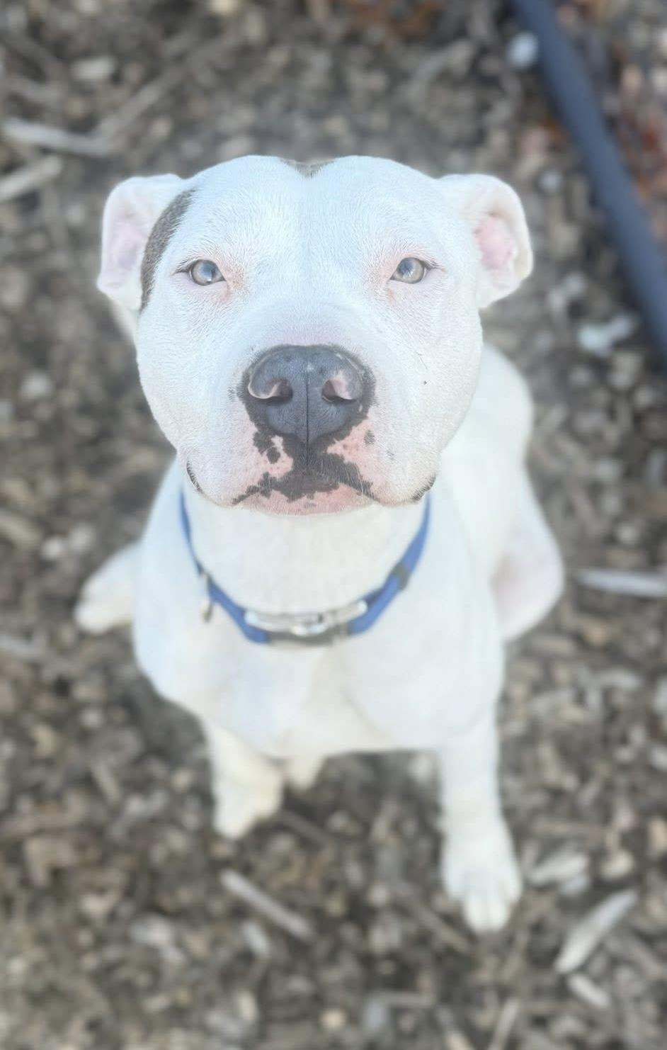 Salty AVAILABLE, a Adoptable American Bully in Canton, OH image 1/4