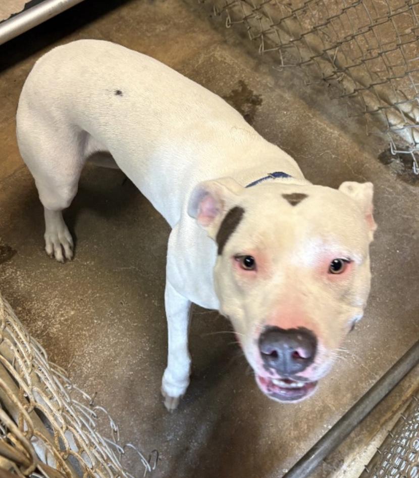 Salty AVAILABLE, a Adoptable American Bully in Canton, OH image 4/4